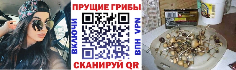 hydra ссылки  Вольск  Галлюциногенные грибы Cubensis 